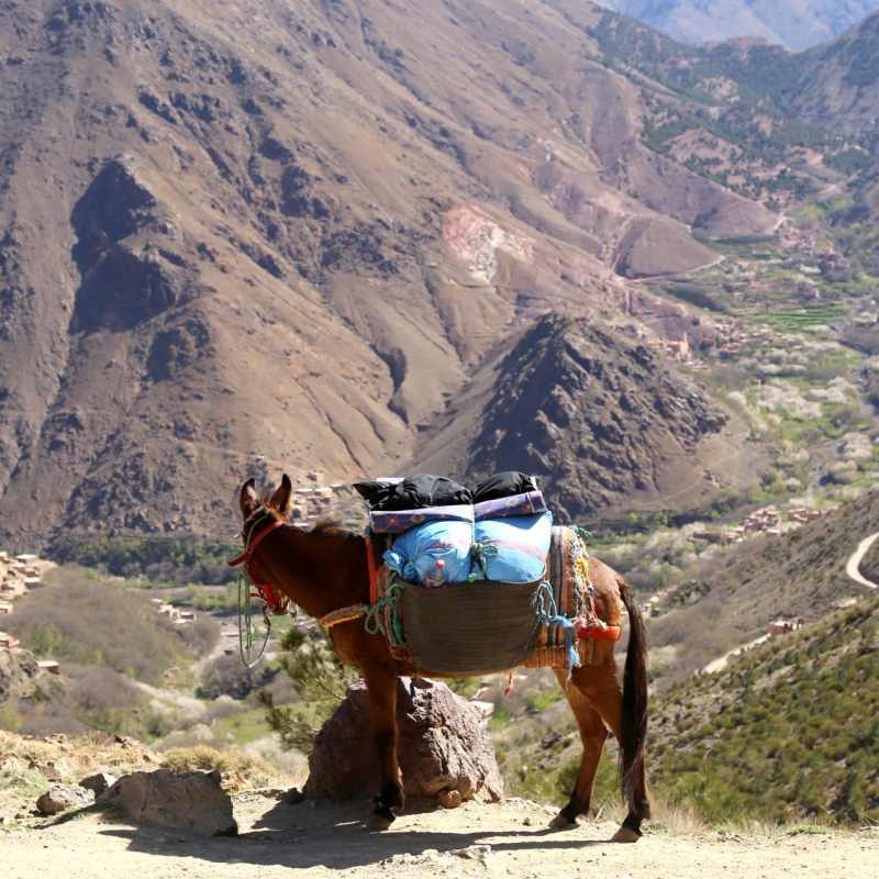 Mule in Atlas Mountains - Simply Morocco