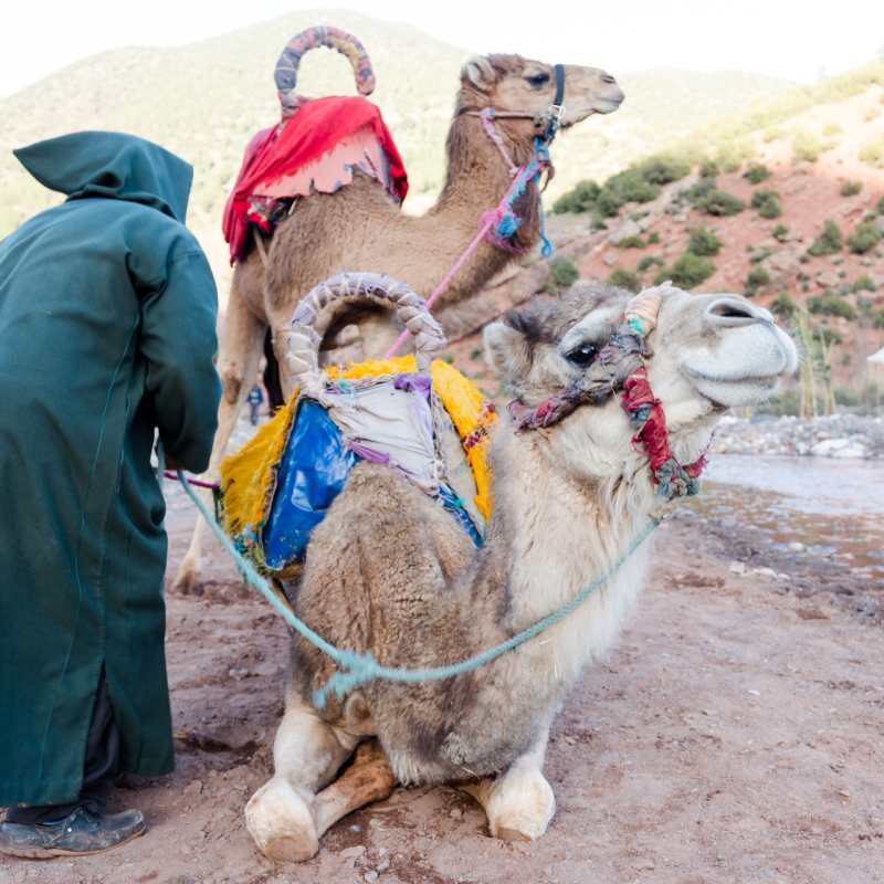 Camels - Simply Morocco
