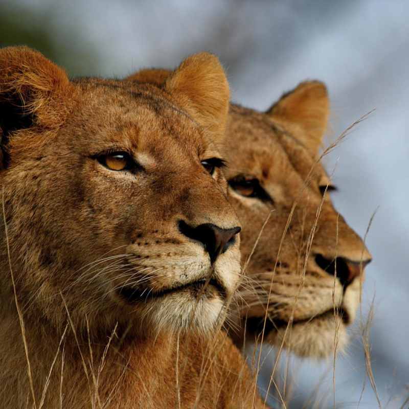 Lioness pair  - Luxury Southern Africa: Victoria Falls, Sabi Sands and Mozambique beach