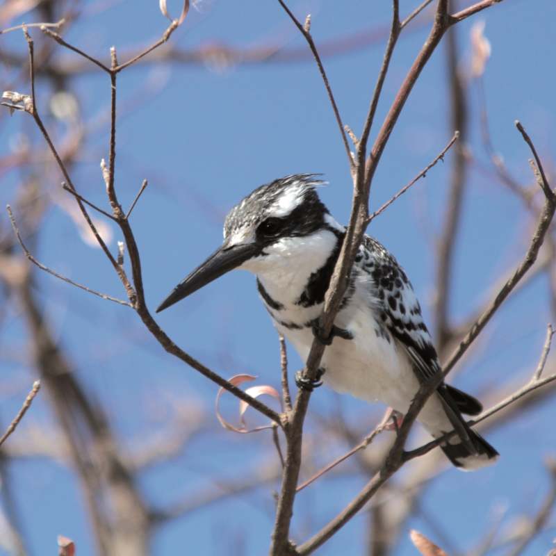 Pied kingfisher 