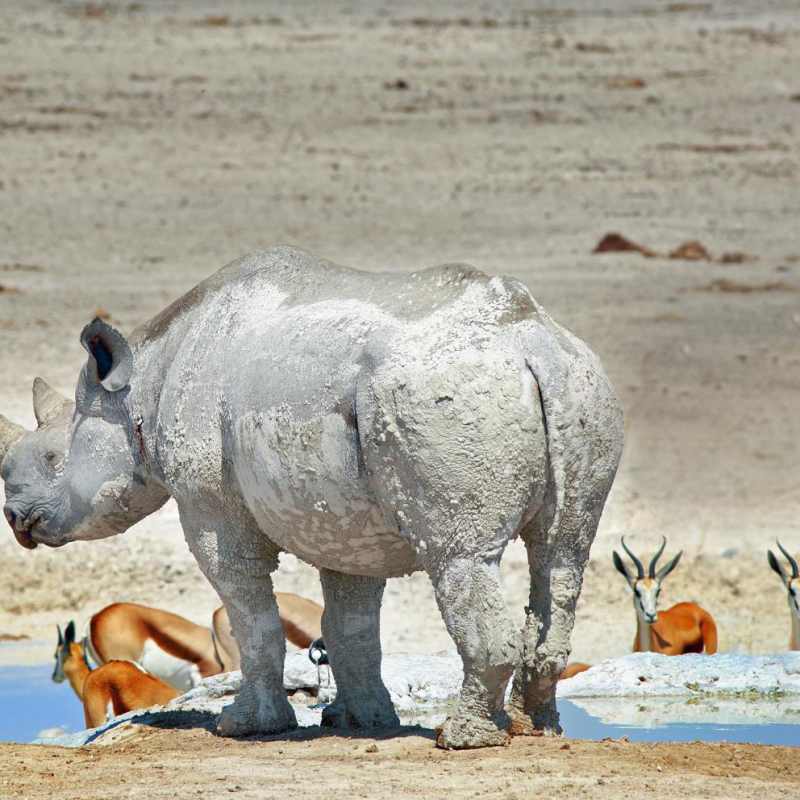 Rhino at waterhole - Okaukuejo Restcamp