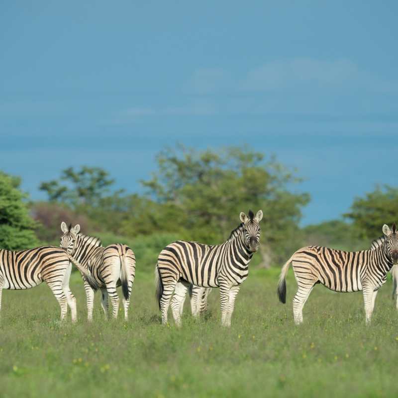 Zebra - Safarihoek Lodge