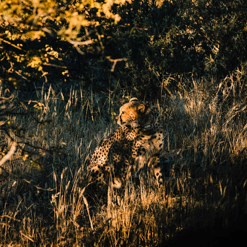 Cheetah - Omaanda