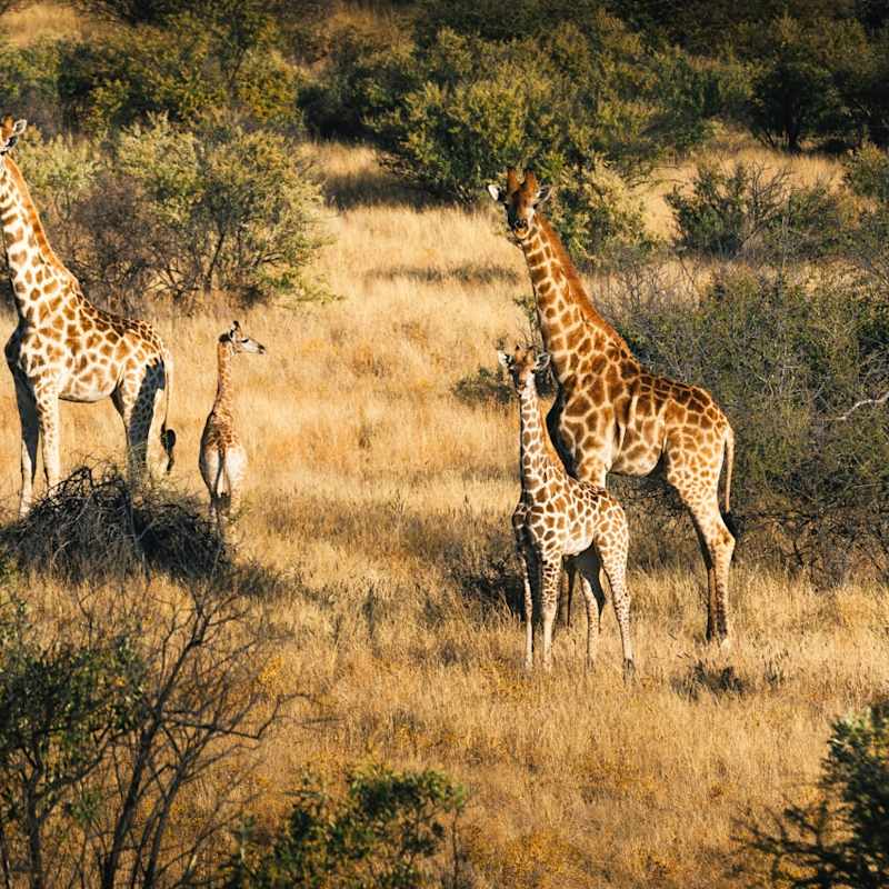 Giraffe - Omaanda