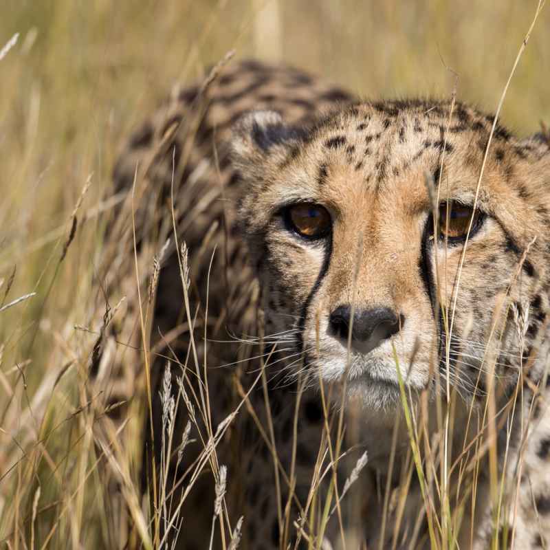 Cheetah at Okonjima - 