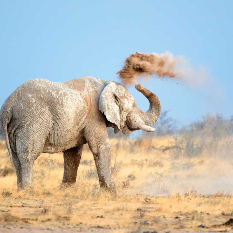 Etosha elephant - Wild Namibia & the Falls