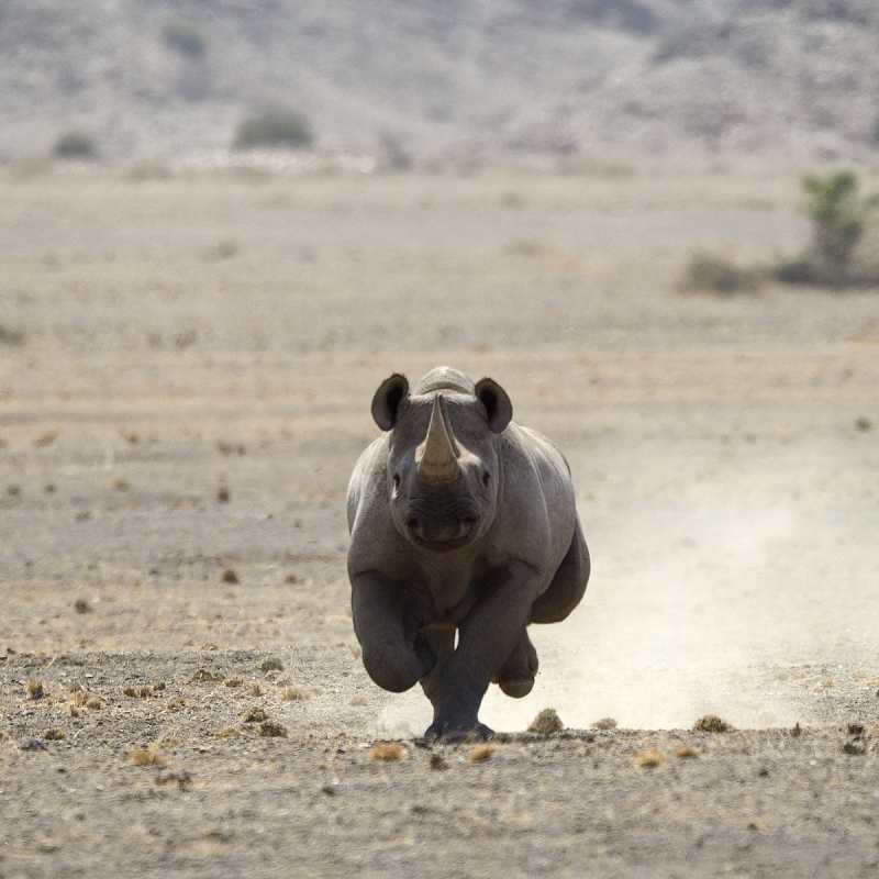 Rhino - Off The Beaten Track