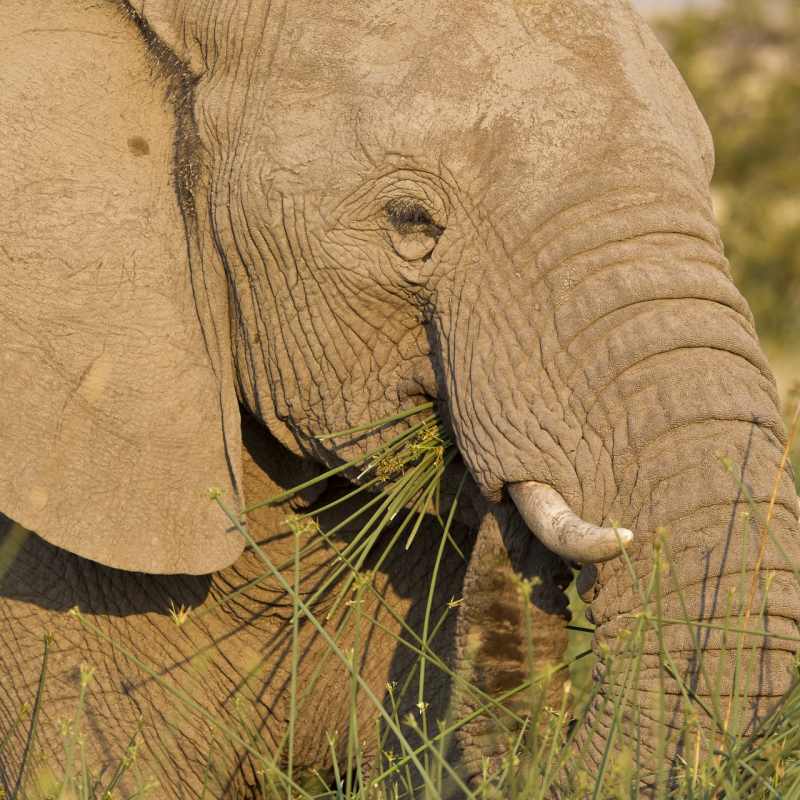 Desert Elephant, Damaraland - Northern Namibia & The Skeleton Coast 