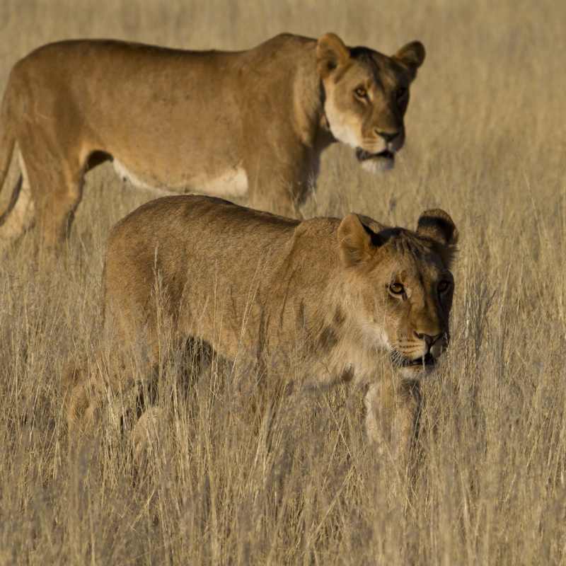 Lion, Damaraland - Northern Namibia & The Skeleton Coast 