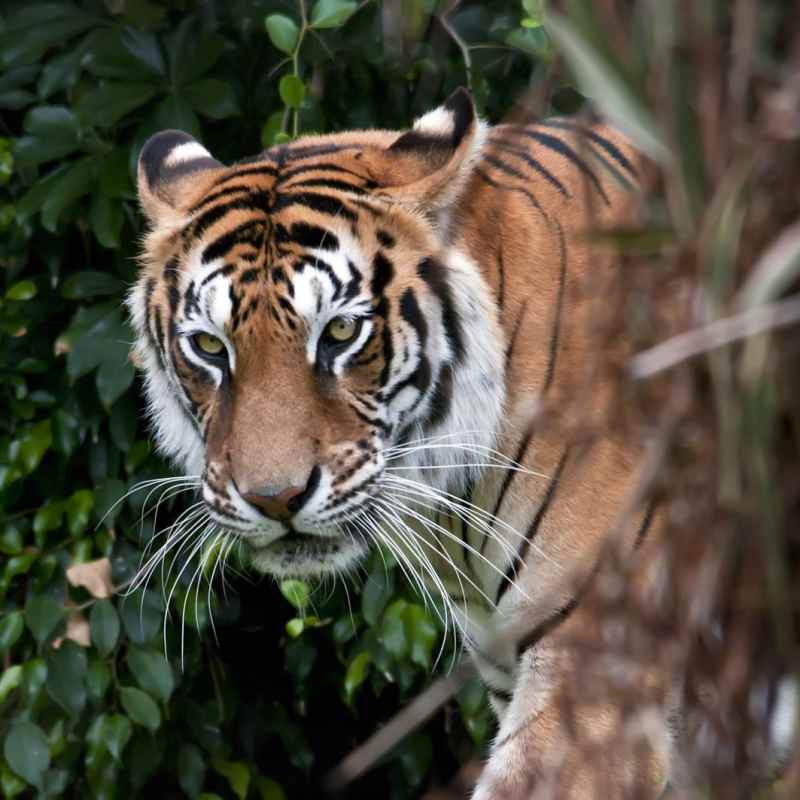 Tiger - Nepal Nature Trail  