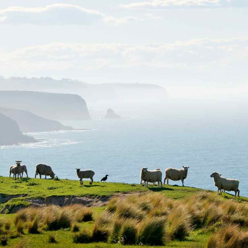 Working farm - Annandale