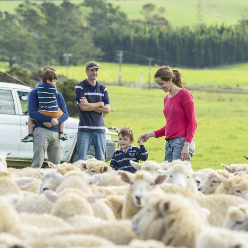 Sheep Farm - Kauri Cliffs 