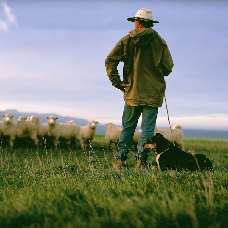 Life on the Farm - Wharekauhau