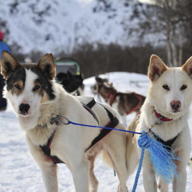 Dogsledding 
