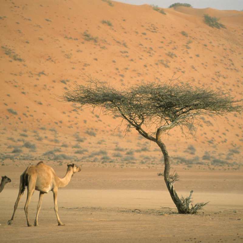Camels - Desert Nights Camp