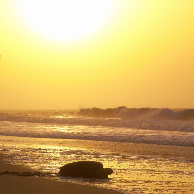 Sunset - Ras al Jinz Turtle Reserve