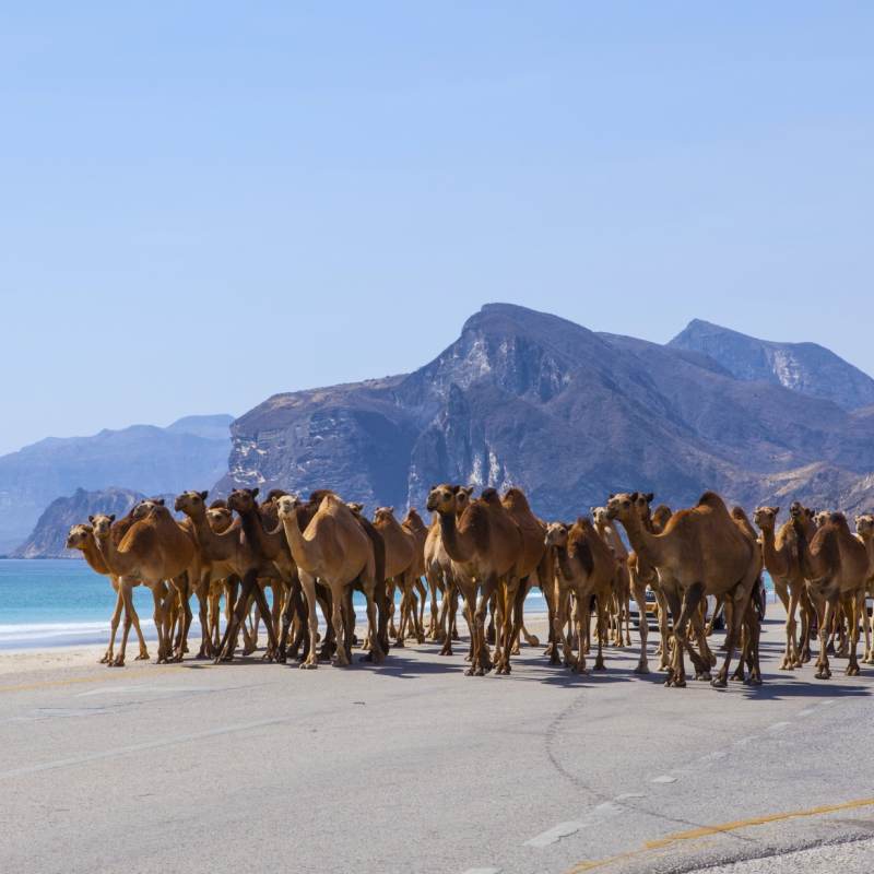 Camels on the Beach - A Honeymoon to Oman and the Maldives
