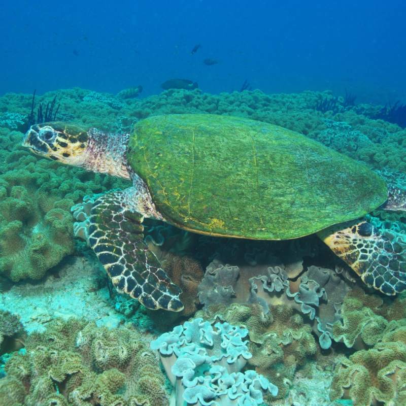 Turtle - A Honeymoon to Oman and the Maldives