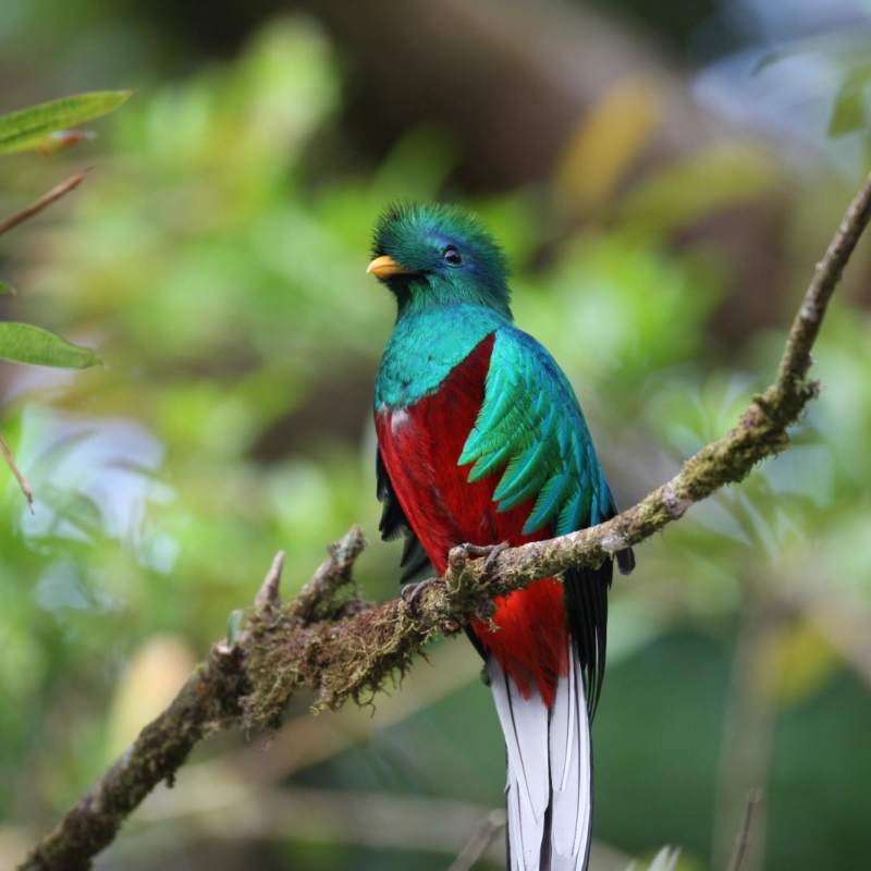 Quetzal
