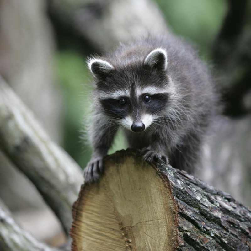 Local fauna