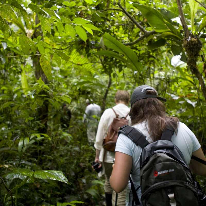 Jungle Trekking  