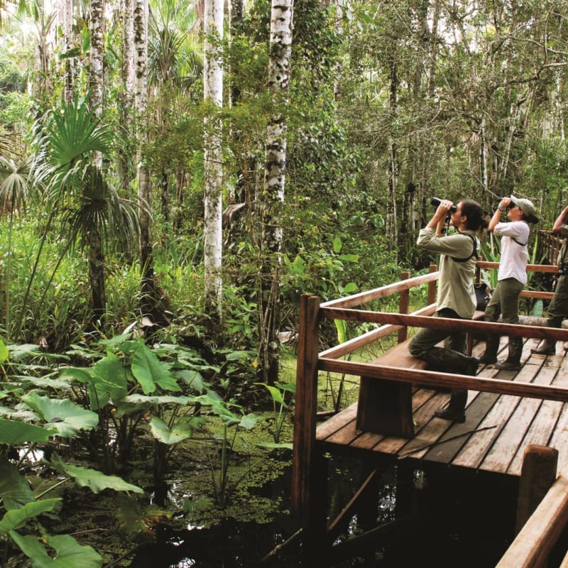 Viewing platform - Reserva Amazonica