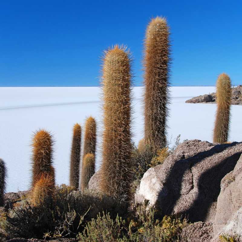Uyuni salt flats 