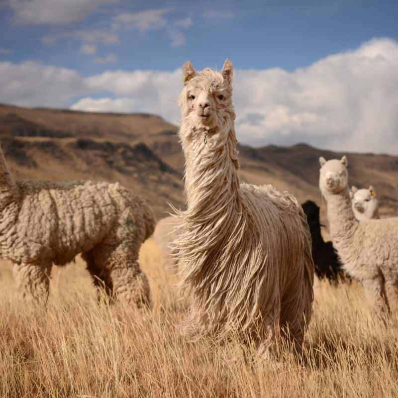 Llamas - Ultimate Peru