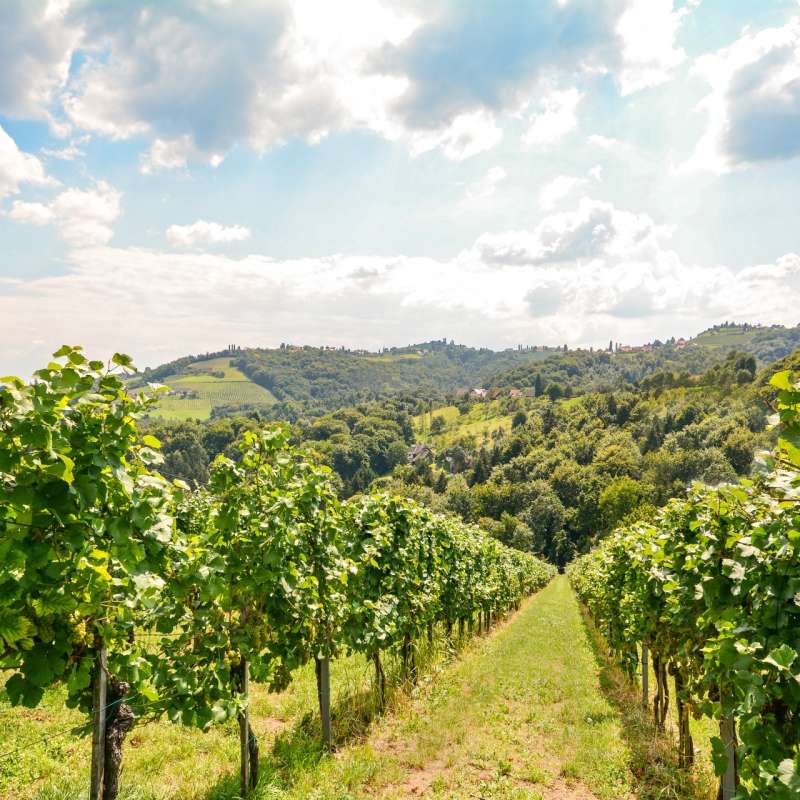 Douro vineyards - Ultimate Portugal