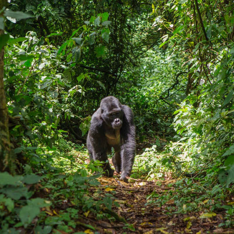 Mountain gorilla  - Primates, Predators and Paradise