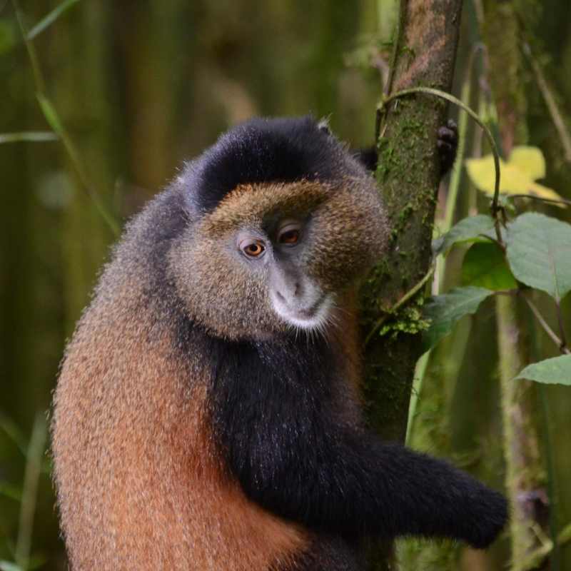 Golden monkey  - Primates, Predators and Paradise