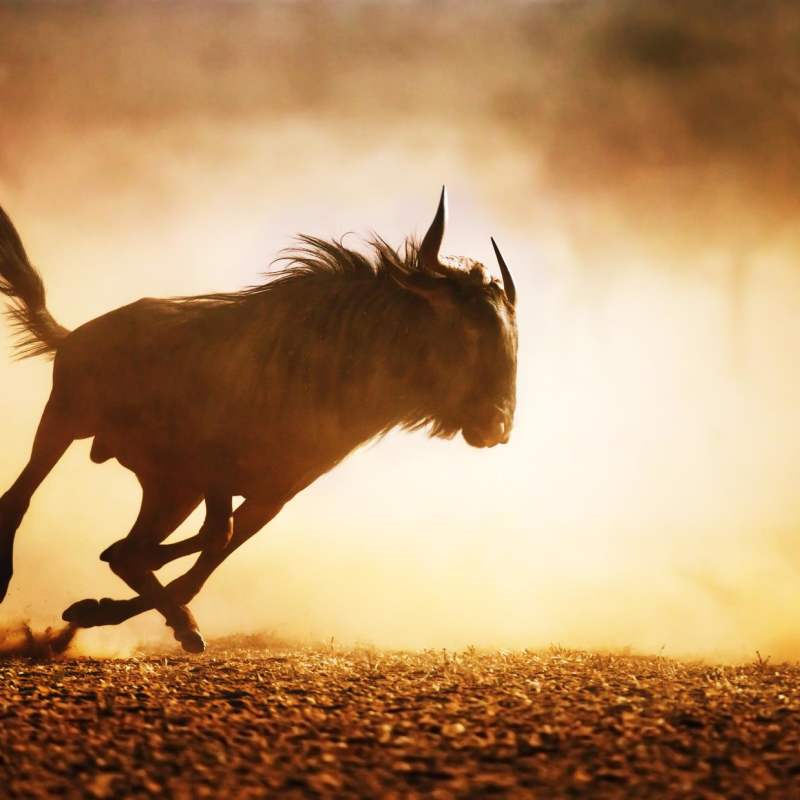 Wildebeest in the Serengeti  - Primates, Predators and Paradise