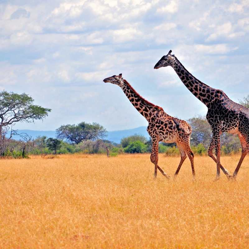 Serengeti savannahs  - Primates, Predators and Paradise