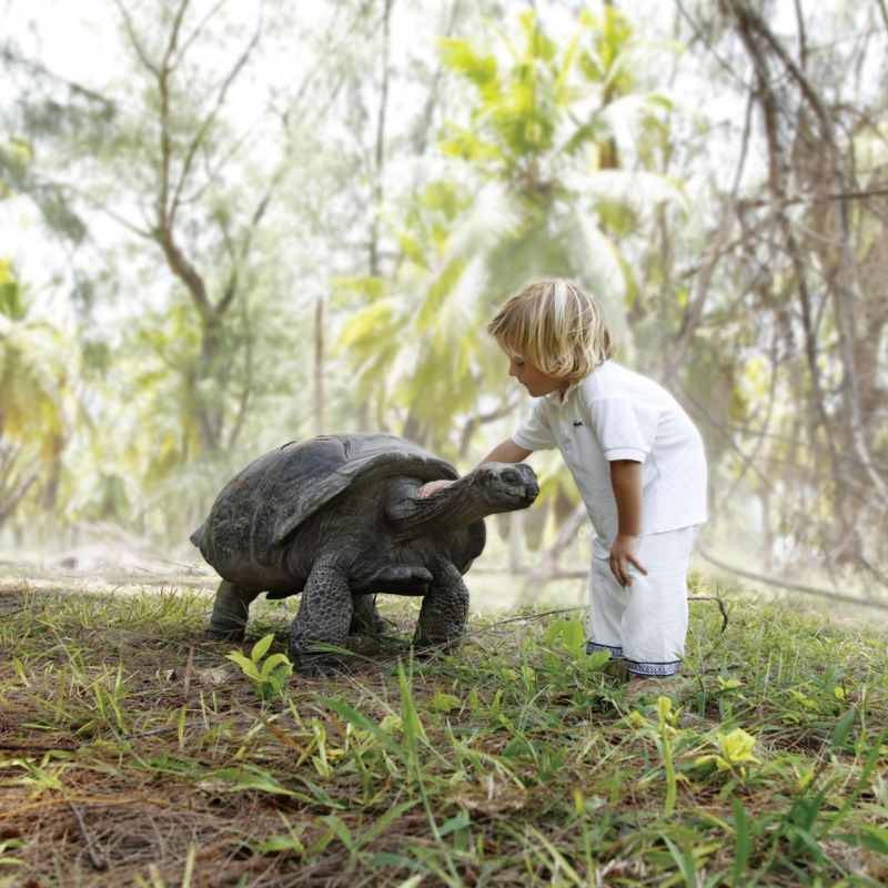 Giant Tortoise - Four Seasons Resort Seychelles at Desroches Island