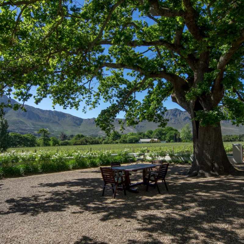 The oak tree and vineyards - Auberge Clermont