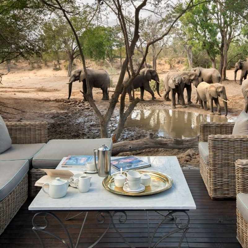 Elephant herd - Ngala Safari Lodge