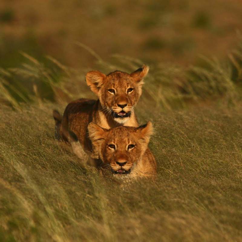Lion cubs - Kwandwe Ecca Lodge