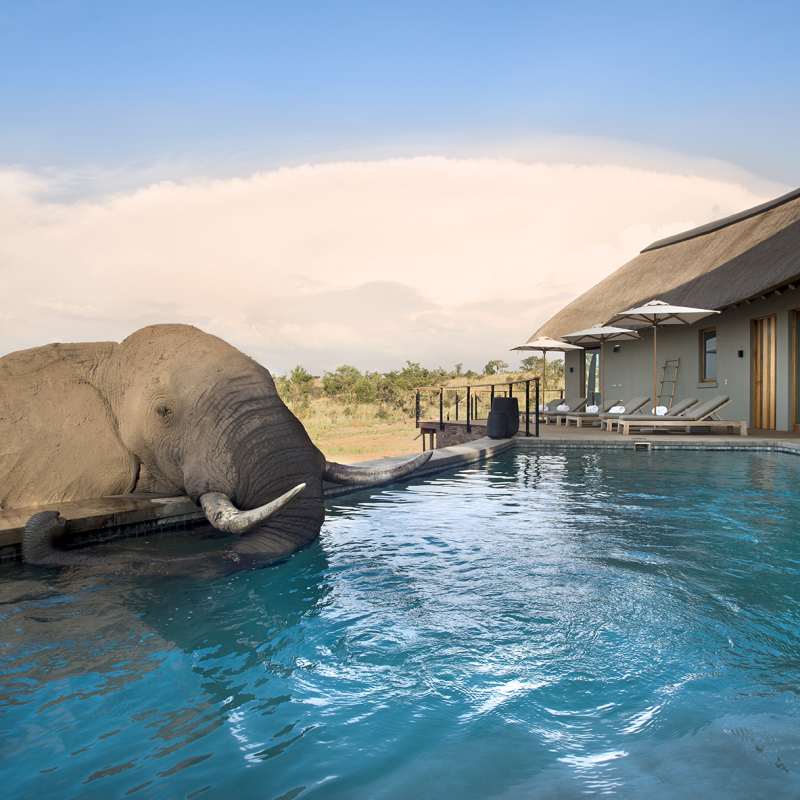 Main lodge pool - Mhondoro Game Lodge