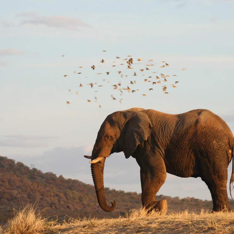 Elephant - Molori Safari Lodge