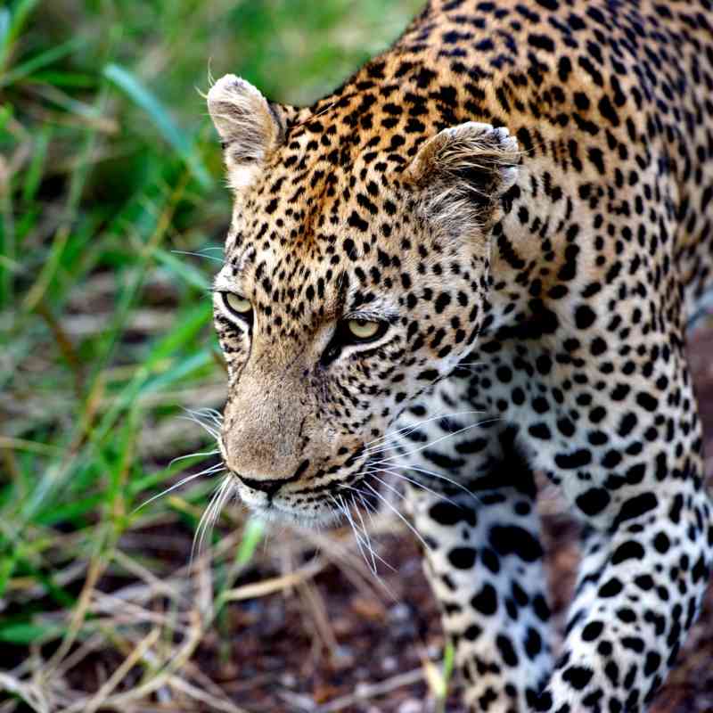 Singita Leopard 