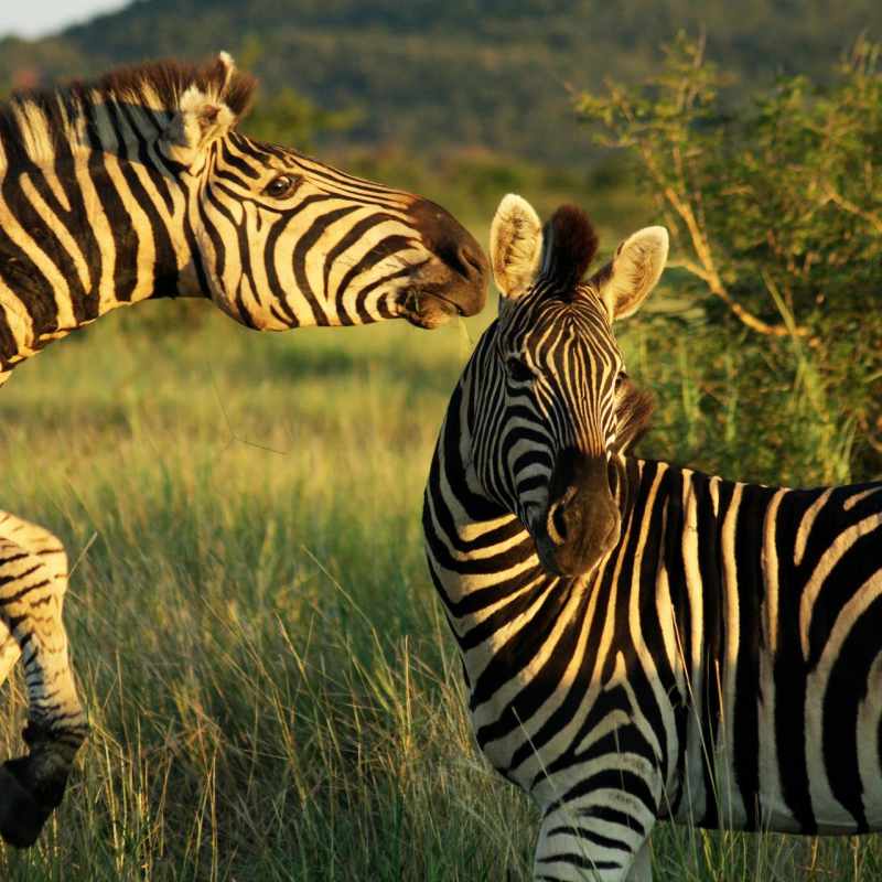Madikwe wildlife 