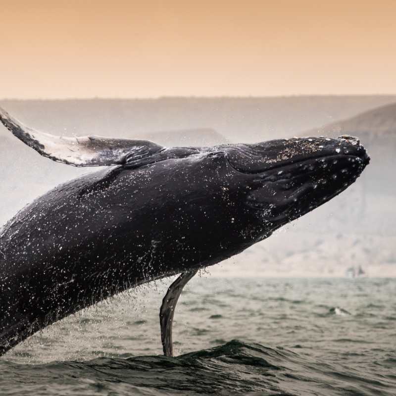 Whale 