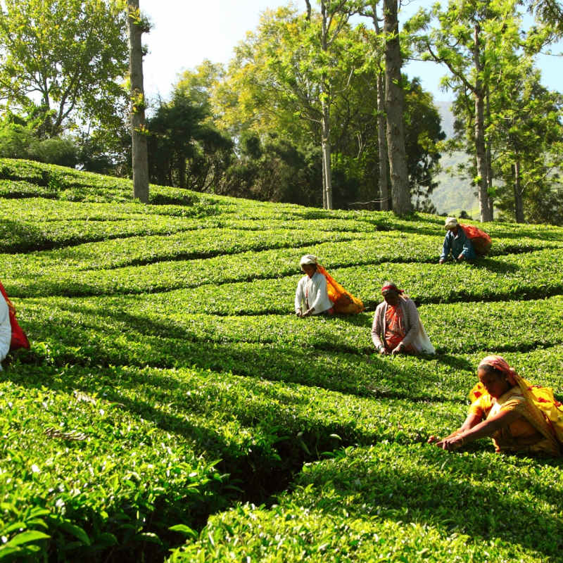 Tea Plucking - 98 Acres