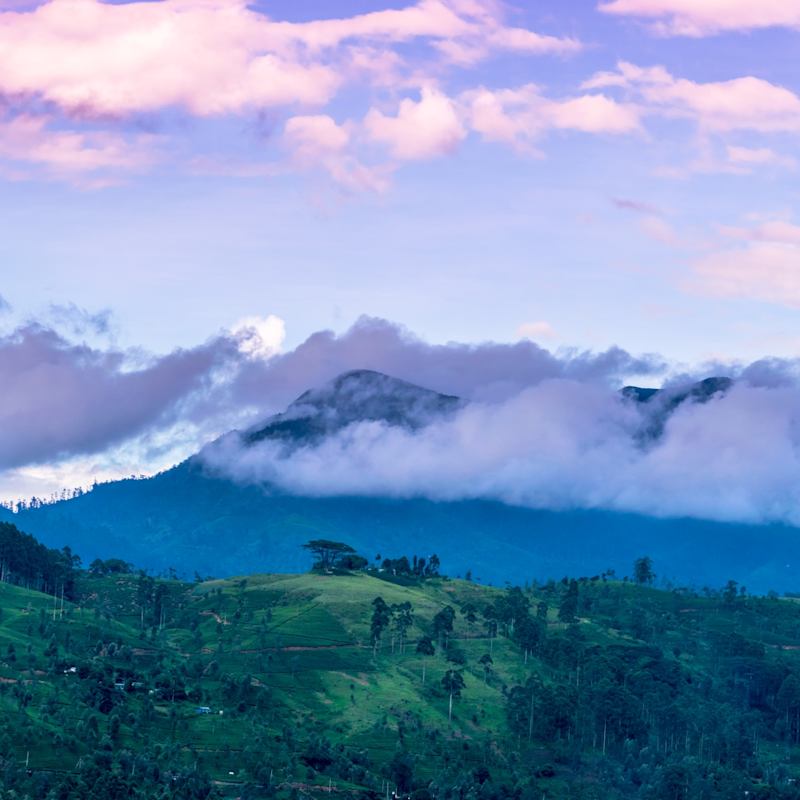 Incredible Views - Camellia Hills