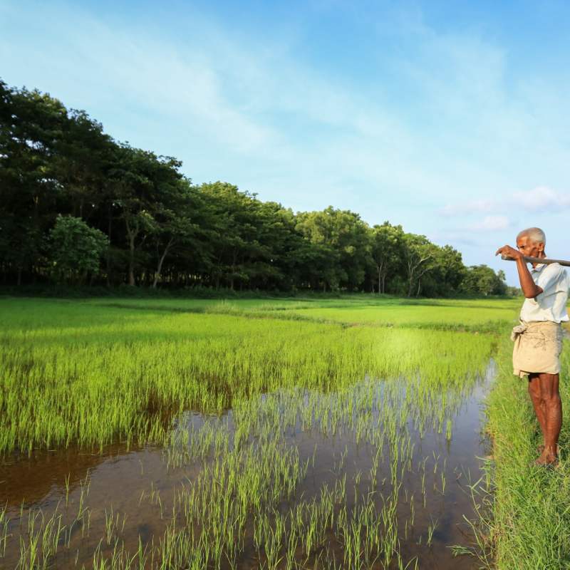 Local Life - Horathapola Estate