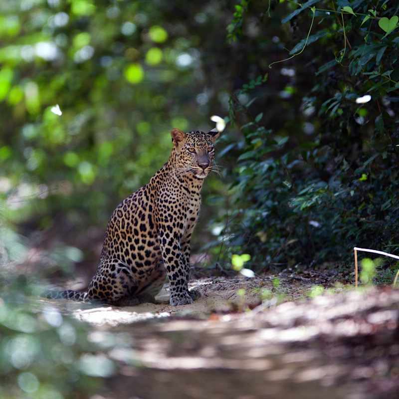 Magical sightings - Wilpattu National Park