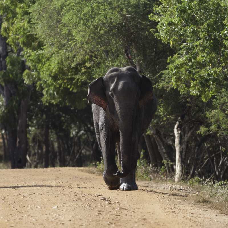 Incredible Wildlife - Leopard Trails