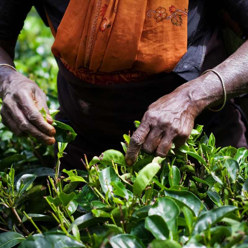 Tea Picking in Sri Lanka