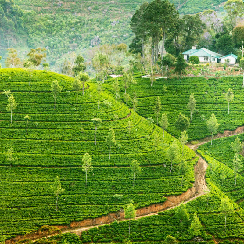 Tea Plantations in Sri Lanka 