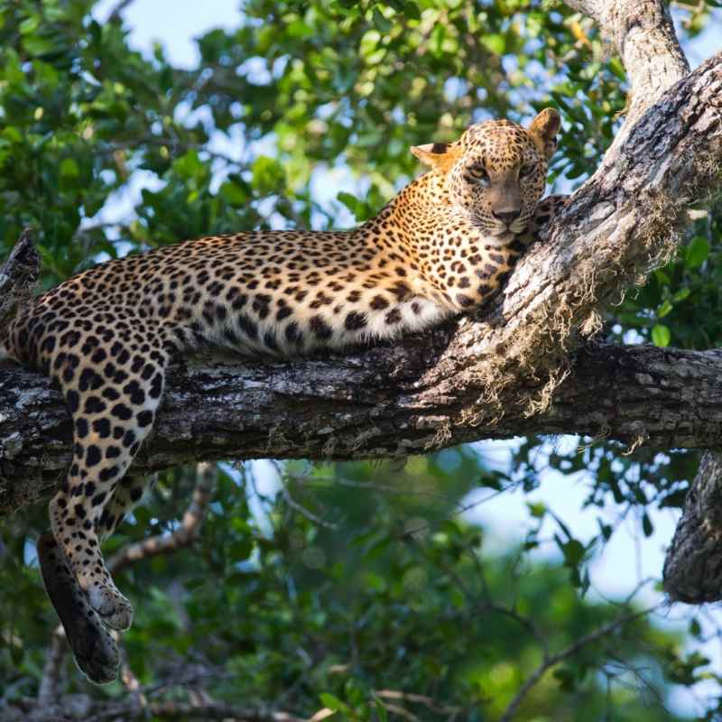 Lazing Leopard - Lazy Days and Leopards on Sri Lanka's South Coast